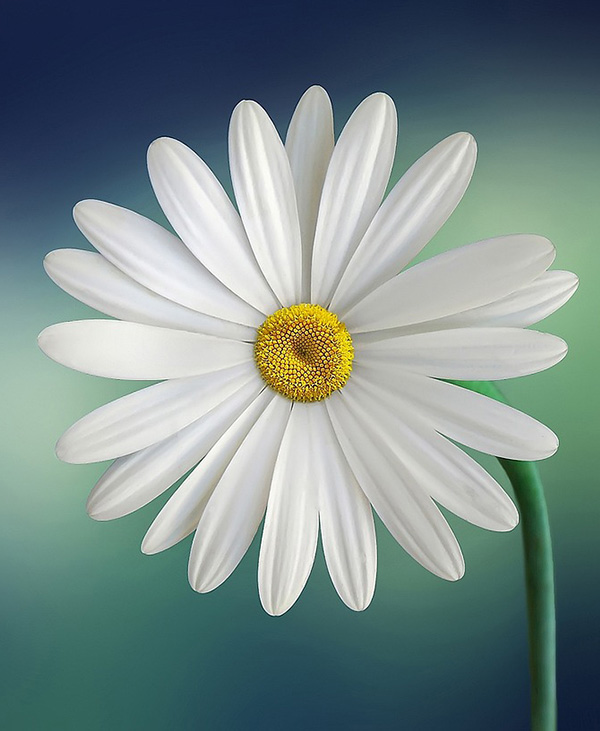 Dr. Sasan Harun Mahdavi